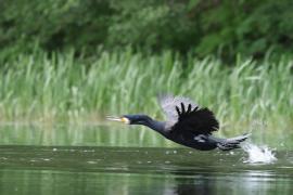 Kormoran zwyczajny - Phalacrocorax carbo - Great Cormorant