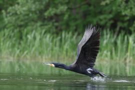 Kormoran zwyczajny - Phalacrocorax carbo - Great Cormorant