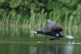 Kormoran zwyczajny - Phalacrocorax carbo - Great Cormorant