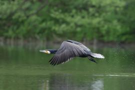 Kormoran zwyczajny - Phalacrocorax carbo - Great Cormorant