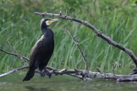 Kormoran zwyczajny - Phalacrocorax carbo - Great Cormorant