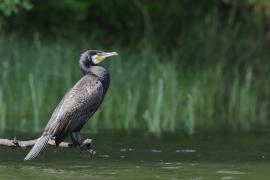 Kormoran zwyczajny - Phalacrocorax carbo - Great Cormorant