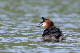 Perkoz dwuczuby - Podiceps cristatus - Great Crested Grebe