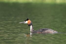 Perkoz dwuczuby - Podiceps cristatus - Great Crested Grebe