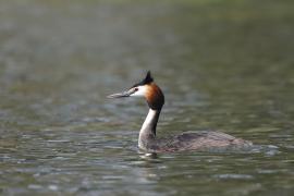 Perkoz dwuczuby - Podiceps cristatus - Great Crested Grebe