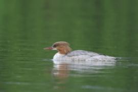 Nurogęś - Mergus merganser - Common Merganser