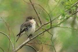 Muchołówka żałobna - Pied Flycatcher