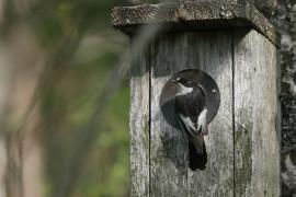 Muchołówka żałobna - Pied Flycatcher