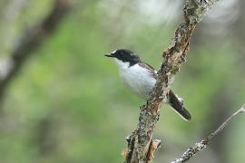 Muchołówka żałobna - Pied Flycatcher