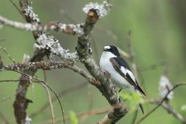 Muchołówka żałobna - Pied Flycatcher