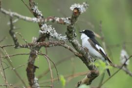 Muchołówka żałobna - Pied Flycatcher