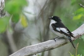 Muchołówka żałobna - Pied Flycatcher