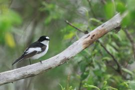 Muchołówka żałobna - Pied Flycatcher