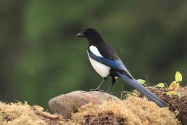 Sroka - Pica pica - Eurasian Magpie