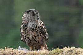 Puchacz - Eurasian Eagle-Owl