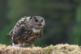 Puchacz - Eurasian Eagle-Owl