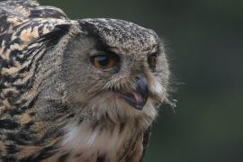 Puchacz - Eurasian Eagle-Owl