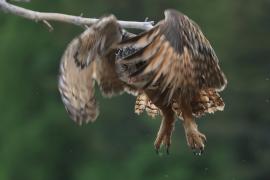 Puchacz - Eurasian Eagle-Owl