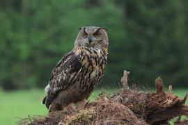 Puchacz - Eurasian Eagle-Owl