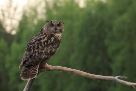 Puchacz - Eurasian Eagle-Owl