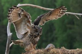 Puchacz - Eurasian Eagle-Owl