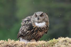 Puchacz - Eurasian Eagle-Owl