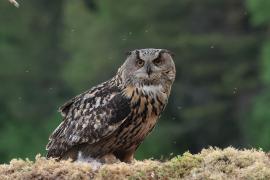 Puchacz - Eurasian Eagle-Owl