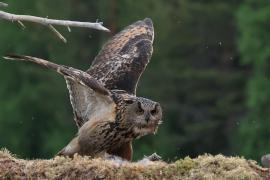 Puchacz - Eurasian Eagle-Owl