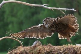 Puchacz - Eurasian Eagle-Owl