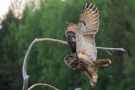 Puchacz - Eurasian Eagle-Owl