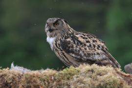 Puchacz - Eurasian Eagle-Owl