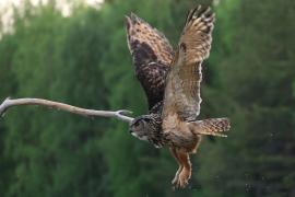 Puchacz - Eurasian Eagle-Owl