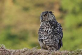 Puchacz - Eurasian Eagle-Owl