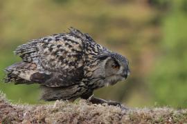 Puchacz - Eurasian Eagle-Owl