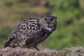 Puchacz - Eurasian Eagle-Owl