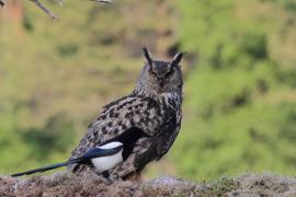 Puchacz - Eurasian Eagle-Owl