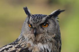 Puchacz - Eurasian Eagle-Owl