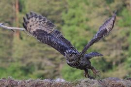 Puchacz - Eurasian Eagle-Owl