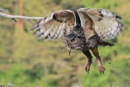 Puchacz - Eurasian Eagle-Owl