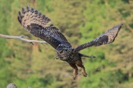 Puchacz - Eurasian Eagle-Owl