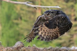 Puchacz - Eurasian Eagle-Owl