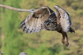 Puchacz - Eurasian Eagle-Owl