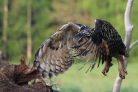 Puchacz - Eurasian Eagle-Owl