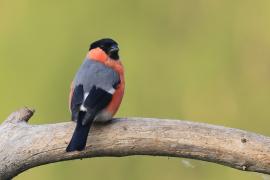 Gil - Eurasian Bullfinch