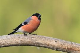 Gil - Eurasian Bullfinch