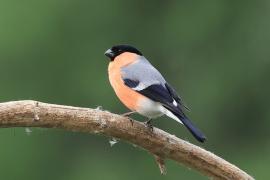 Gil - Eurasian Bullfinch