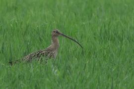 Kulik wielki - Numenius arquata - Eurasian Curlew