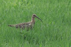 Kulik wielki - Numenius arquata - Eurasian Curlew