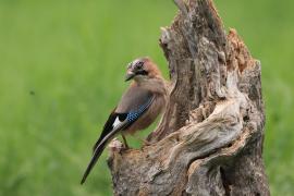 Sójka - Eurasian Jay