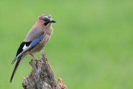 Sójka - Eurasian Jay